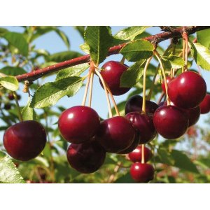 Višňa (Prunus cerasus) ´NEFRIS´ - neskorá, výška 120-150 cm, voľnokorenná